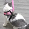 Random Cat Vest Harness with Leash
