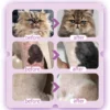 my-11134207-820lb-mghcgt6iqpzeca.webp ROYZEN Pet Shampoo 300ml